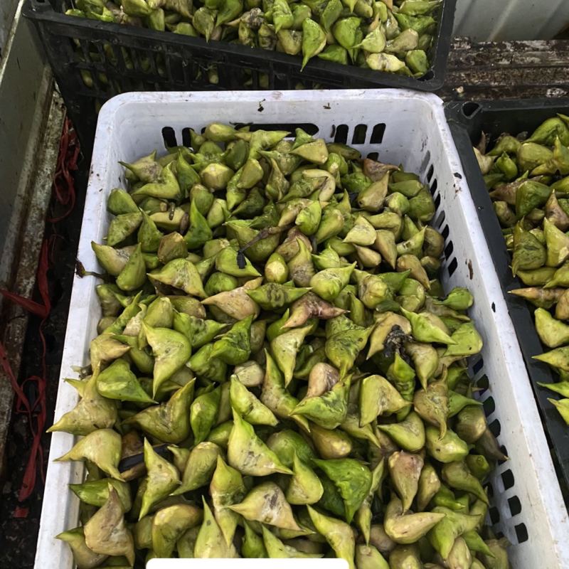 菱角