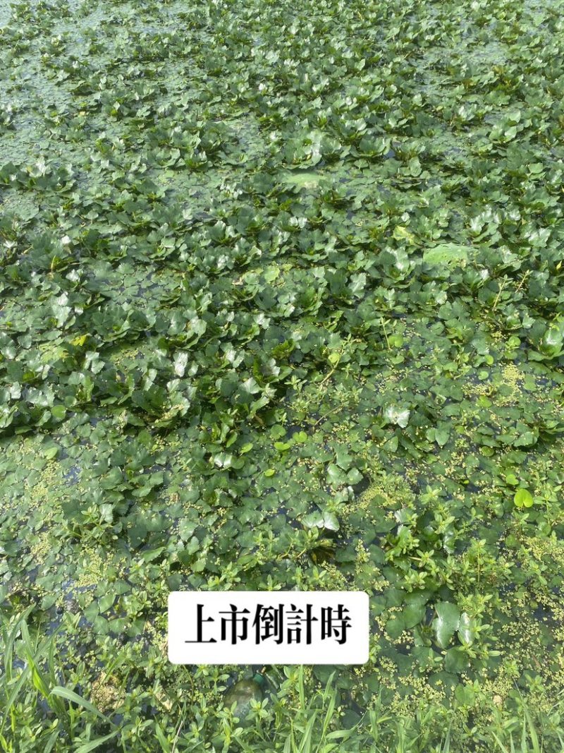 菱角