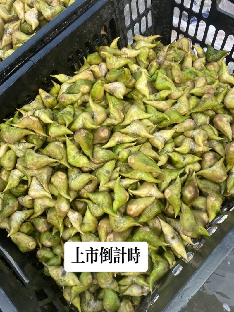 菱角