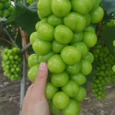 西昌阳光玫瑰大量上市