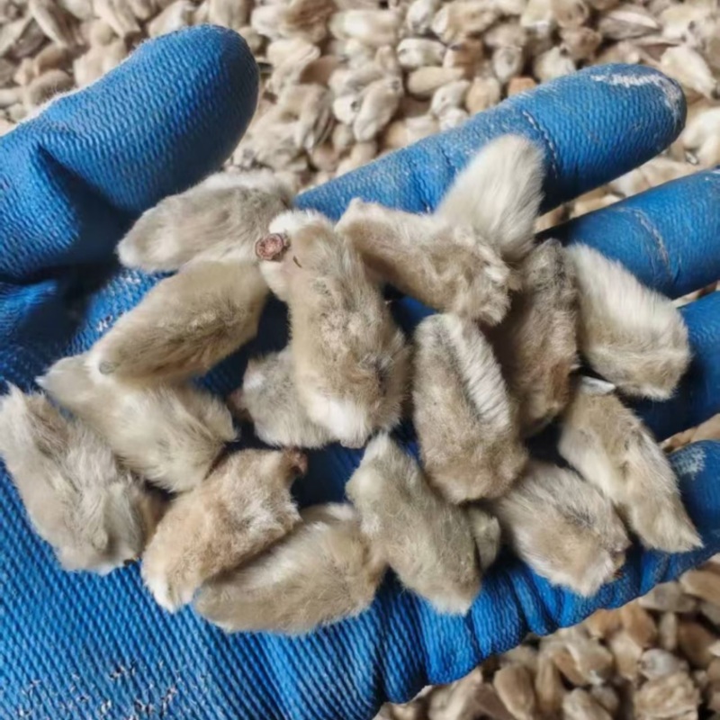 辛夷花产地直销大量供应物美价廉
