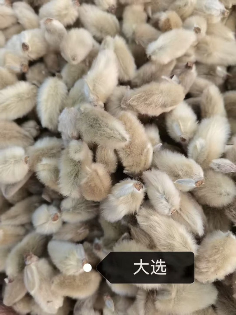 辛夷花产地直销大量供应物美价廉