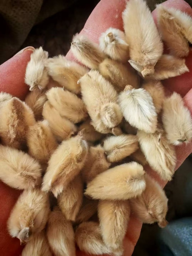 辛夷花产地直销大量供应物美价廉
