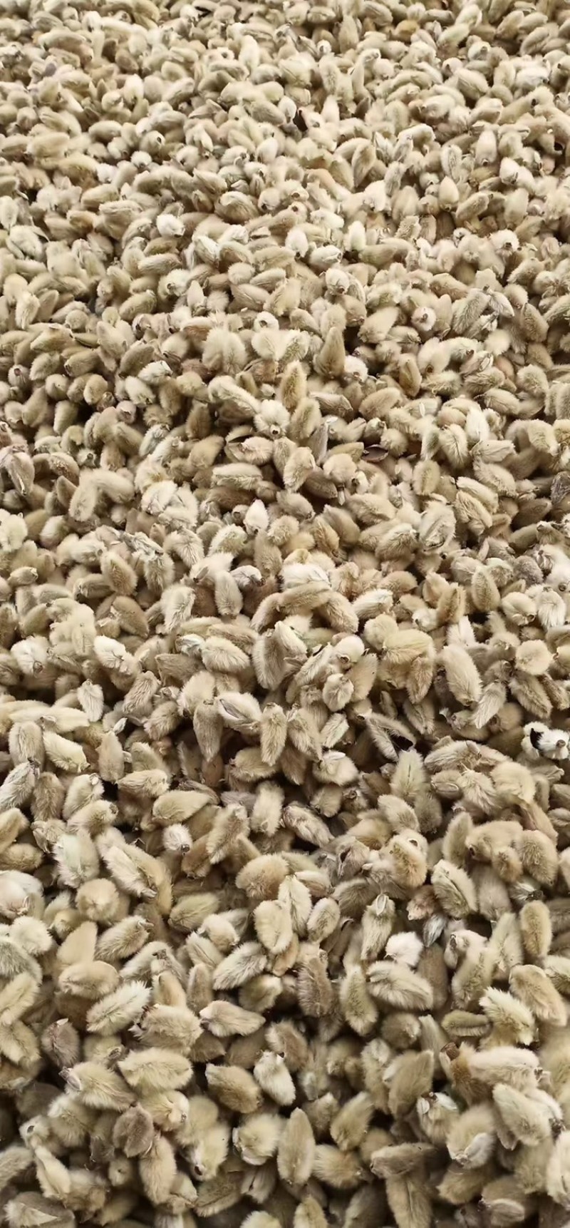 辛夷花产地直销大量供应物美价廉