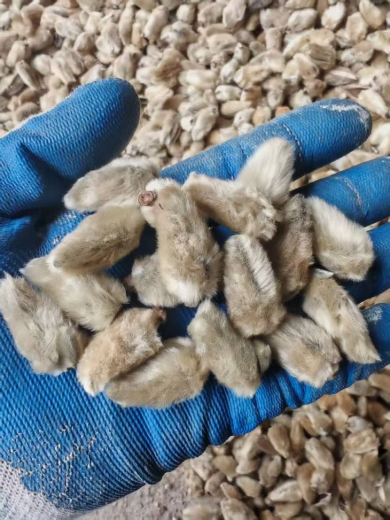 辛夷花产地直销大量供应物美价廉