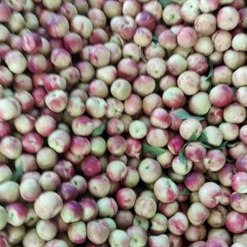 《珍珠枣油桃》山西桃子/红桃油桃/产地直发全国/耐运输