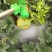 甜瓜花宝