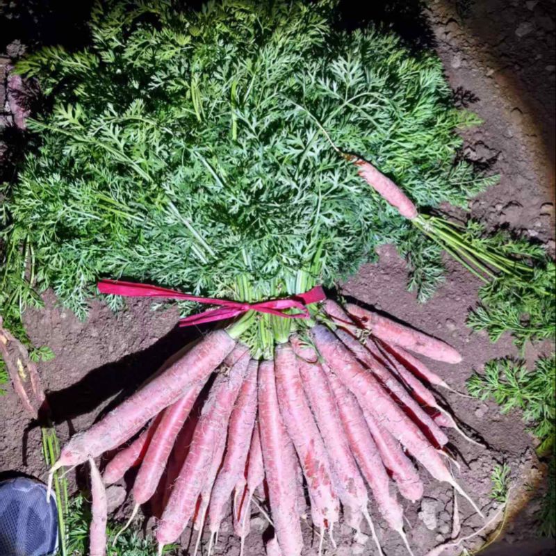 精品带叶水果胡萝卜🥕🥕胡萝卜🥕🥕