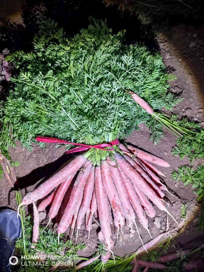 精品带叶水果胡萝卜🥕🥕胡萝卜🥕🥕