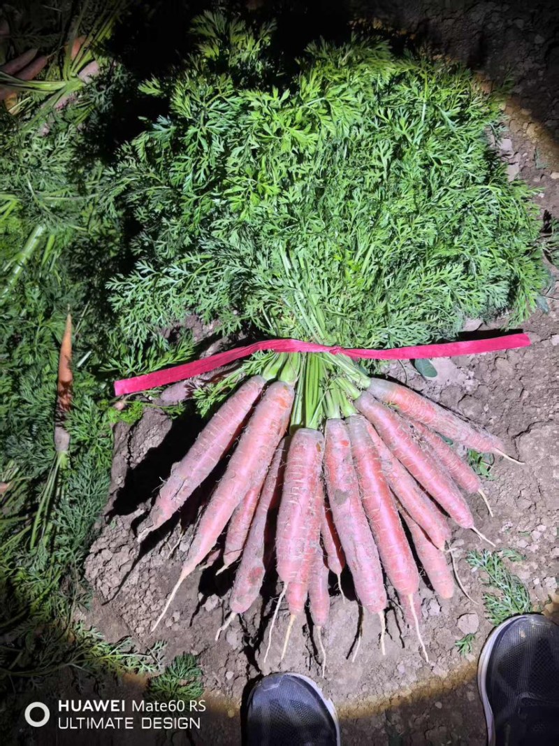 精品带叶水果胡萝卜🥕🥕胡萝卜🥕🥕