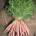精品带叶水果胡萝卜🥕🥕胡萝卜🥕🥕