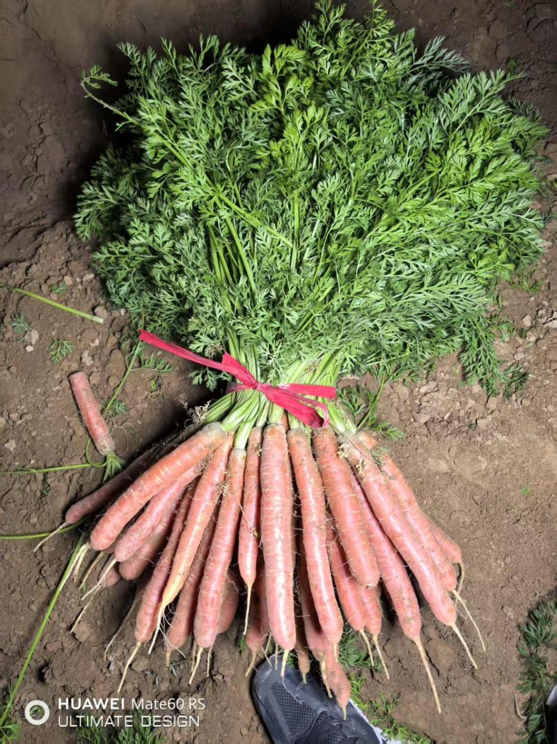 精品带叶水果胡萝卜🥕🥕胡萝卜🥕🥕
