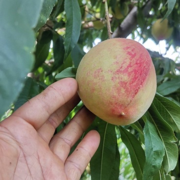 砀山产区水蜜桃大量供货保质保量欢迎实地考察