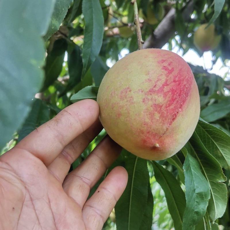 砀山产区水蜜桃大量供货保质保量欢迎实地考察