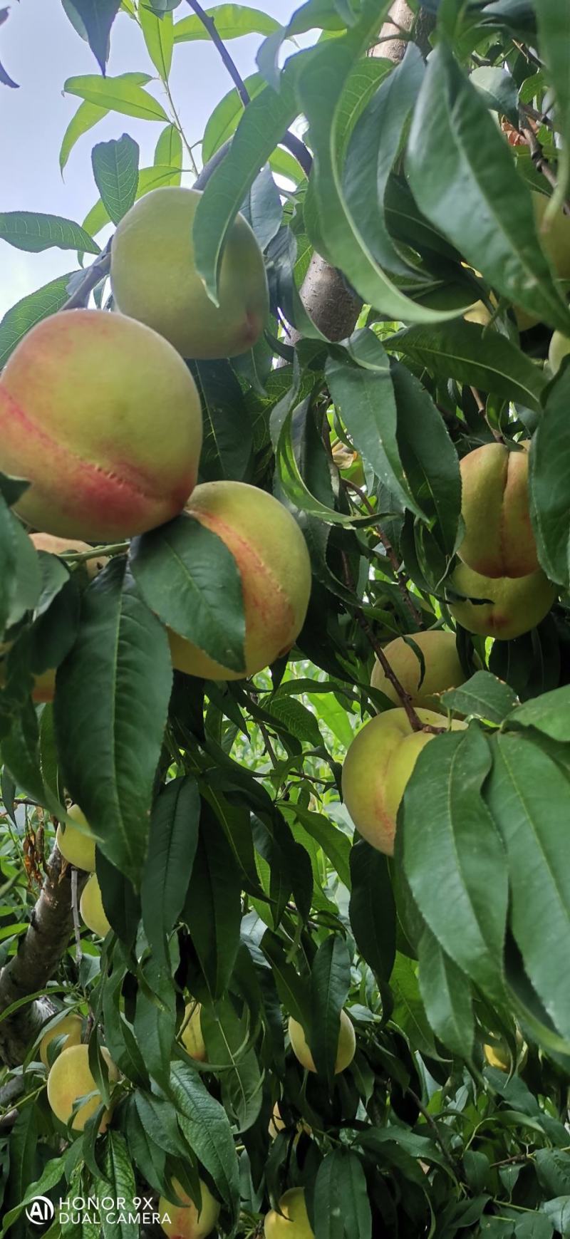 砀山产区水蜜桃大量供货保质保量欢迎实地考察