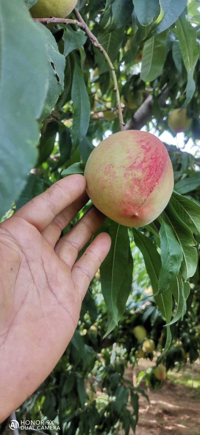 砀山产区水蜜桃大量供货保质保量欢迎实地考察