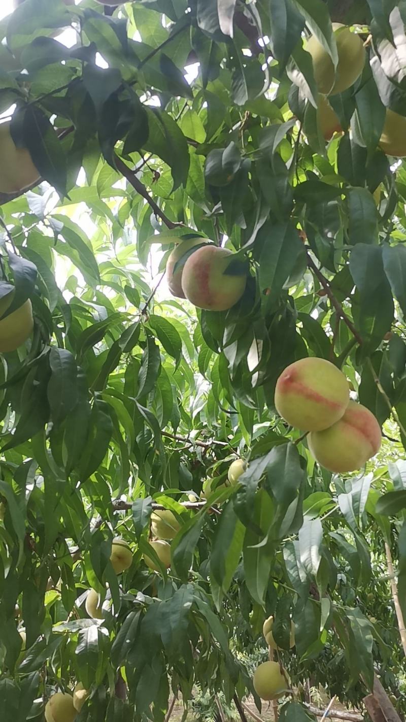 砀山产区水蜜桃大量供货保质保量欢迎实地考察