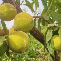 砀山产区万亩黄桃基地欢迎你