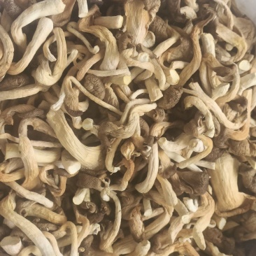 干制秀珍菇
