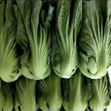 长期大量批发苦菜