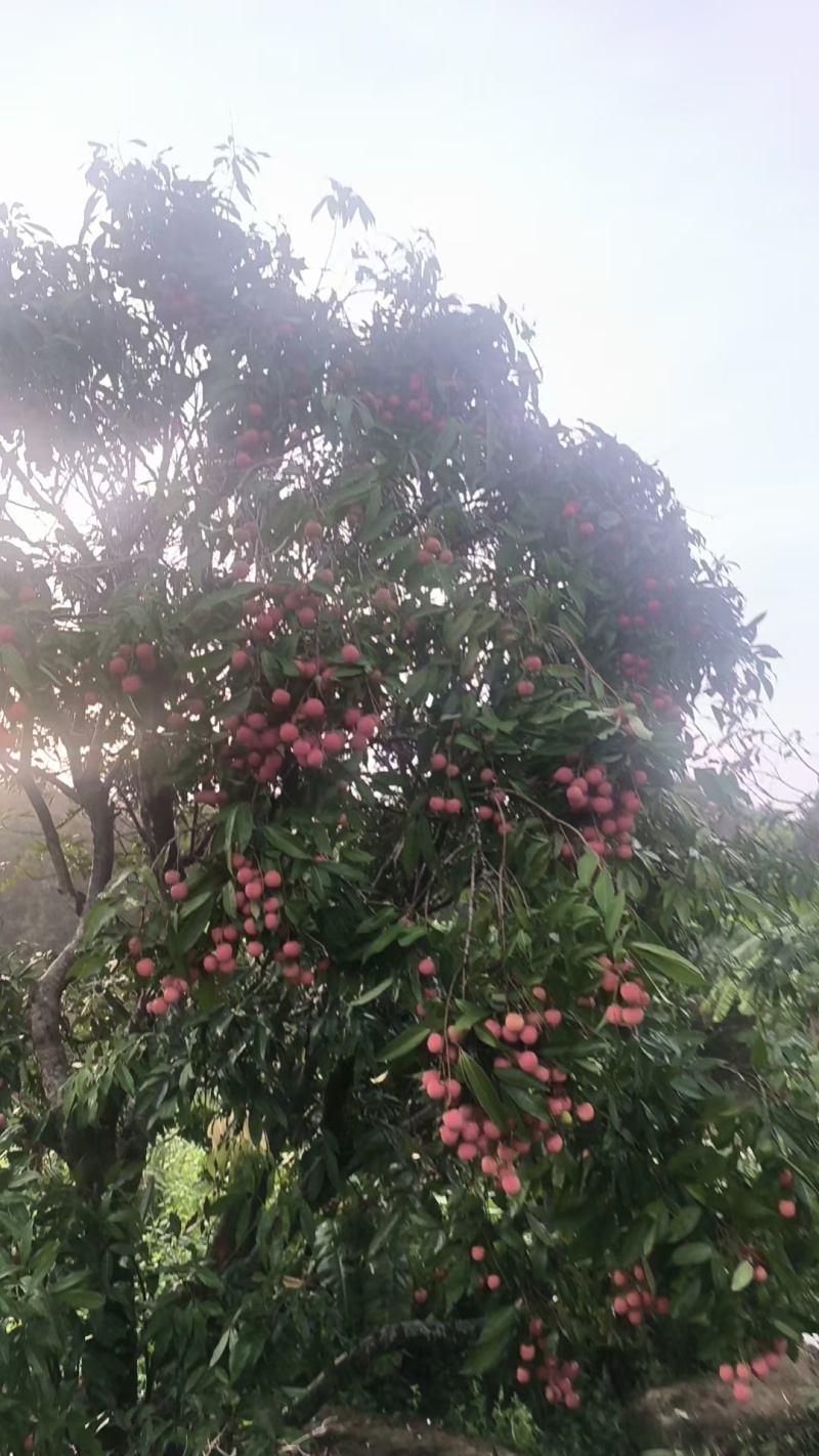 黑叶荔枝