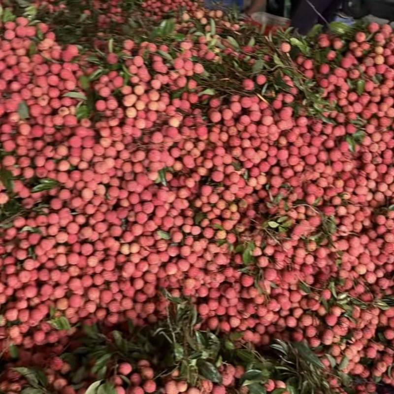钦州黑叶荔枝