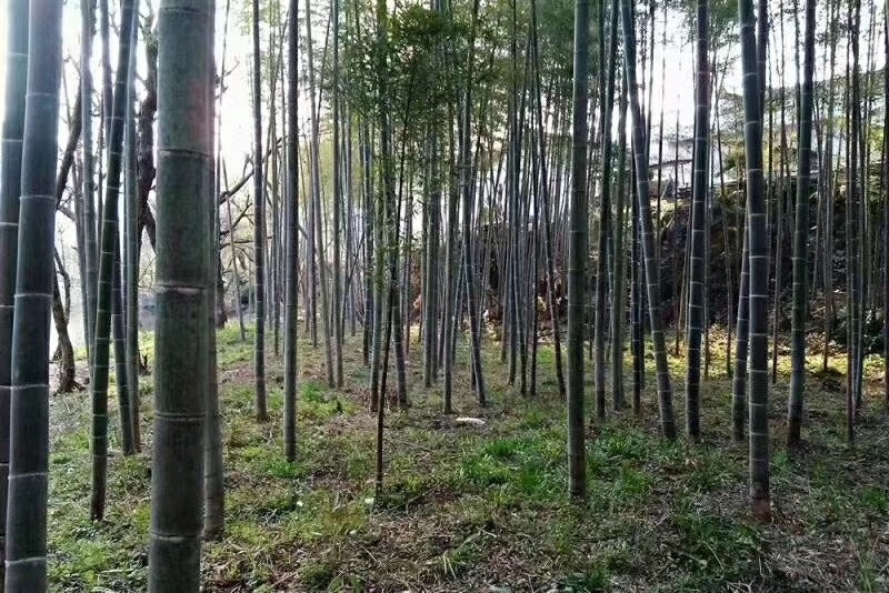 土蜂蜜