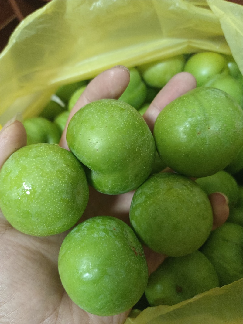 青脆李脱骨李空心李大量直供新鲜一手货源