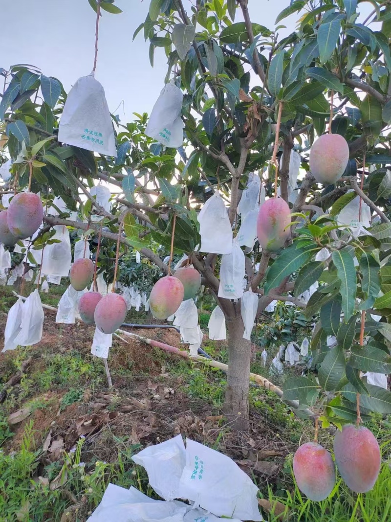 攀枝花芒果熟了，欢迎各位老板前来洽谈，