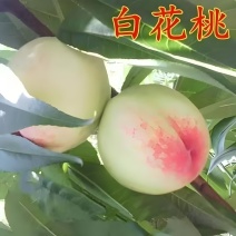 白花桃的口感特点主要清脆可口、软糯香甜多汁