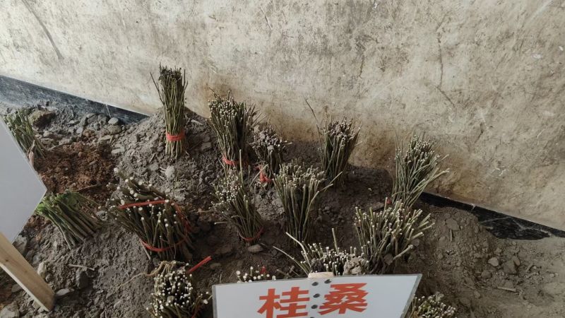 新拔桑树苗，品种齐全，够规格，够老身！