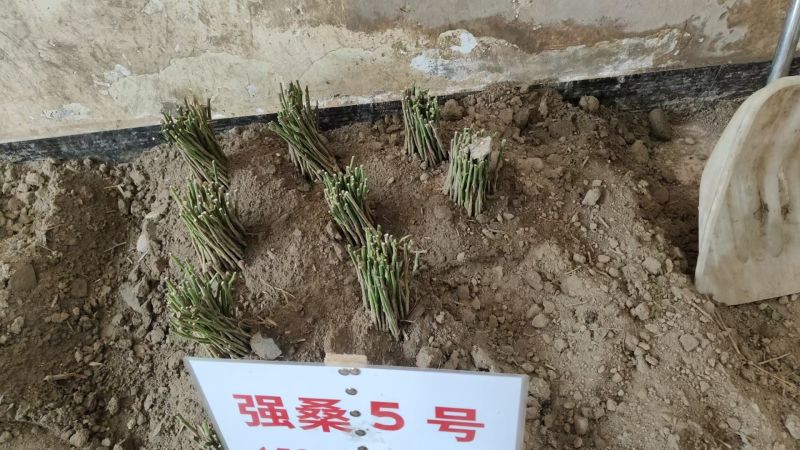 新拔桑树苗，品种齐全，够规格，够老身！