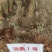 新拔桑树苗，品种齐全，够规格，够老身！