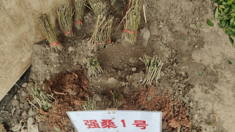 新拔桑树苗，品种齐全，够规格，够老身！