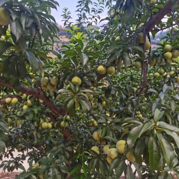 贵州特产蜂糖李，甜蜜多汁，天然绿色，限量供应，错过再等一年！