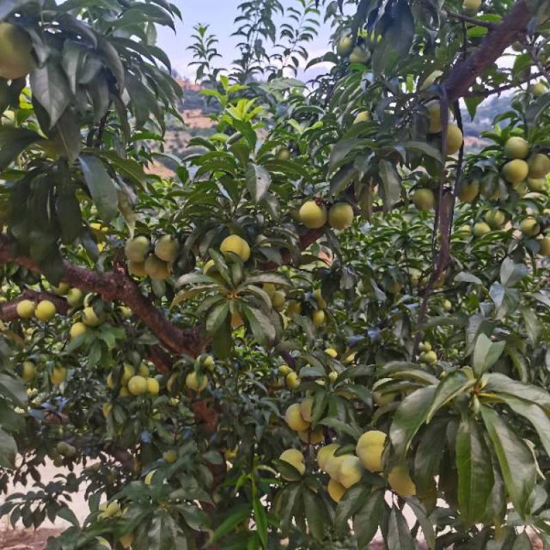 贵州特产蜂糖李，甜蜜多汁，天然绿色，限量供应，错过再等一年！