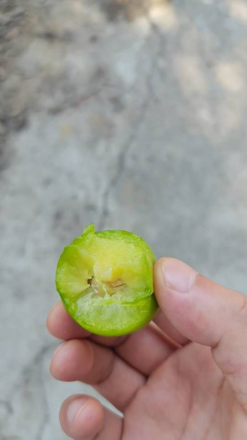 贵州特产蜂糖李，甜蜜多汁，天然绿色，限量供应，错过再等一年！