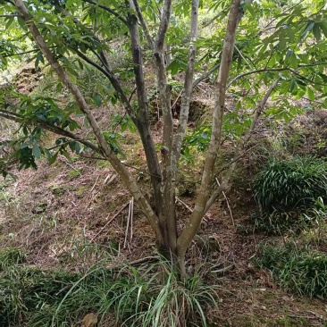 山核桃树