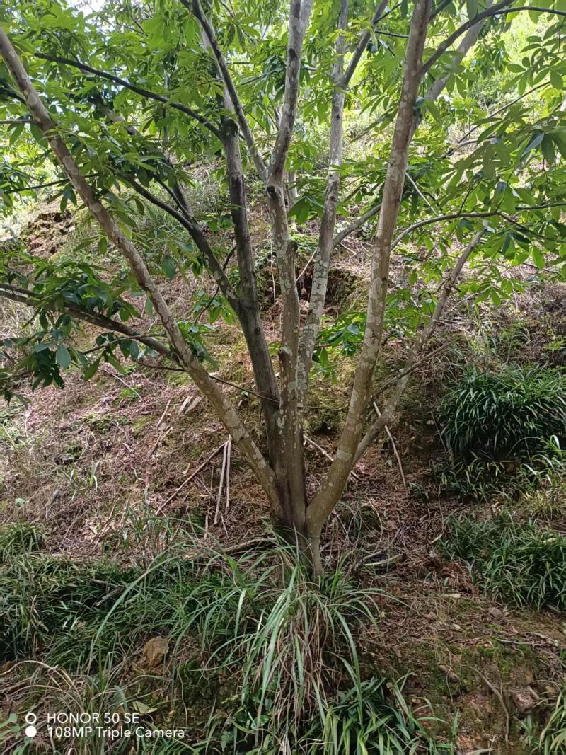 山核桃树