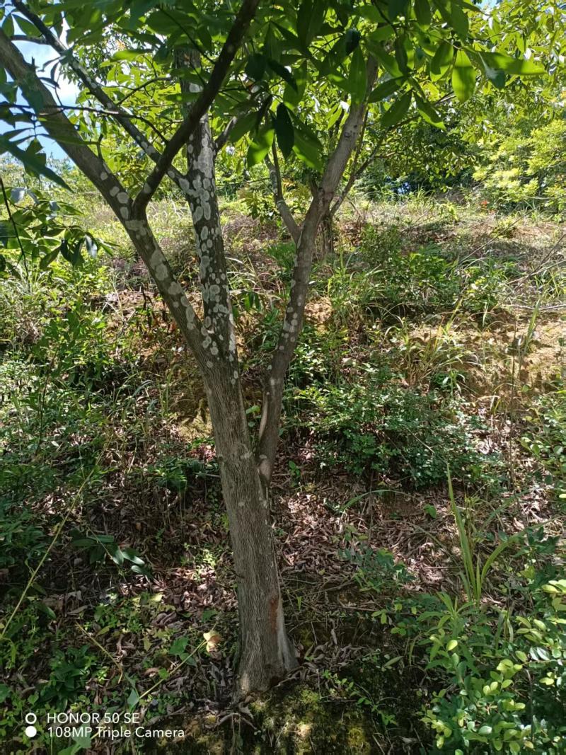 山核桃树