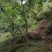 山核桃树