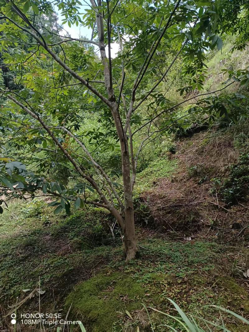 山核桃树