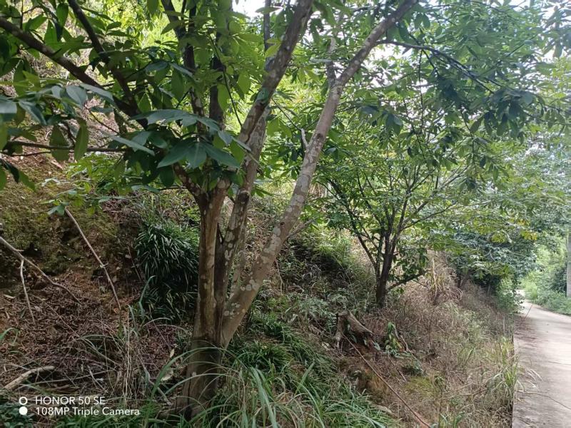 山核桃树