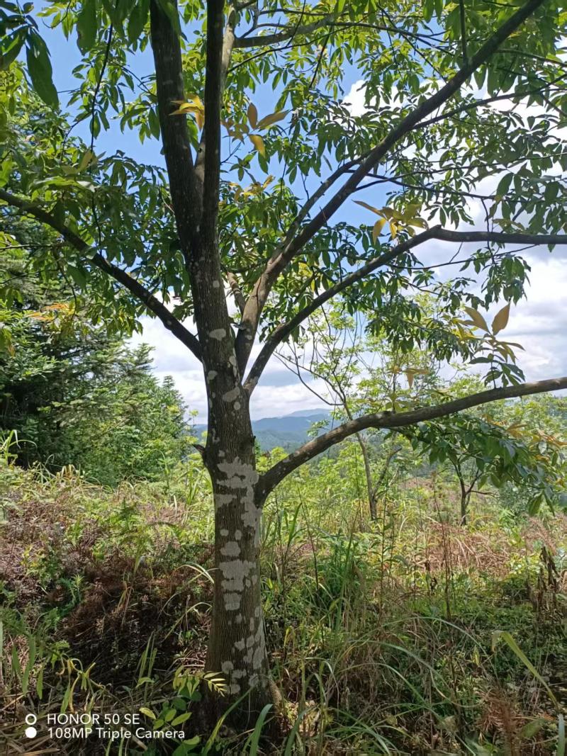 山核桃树