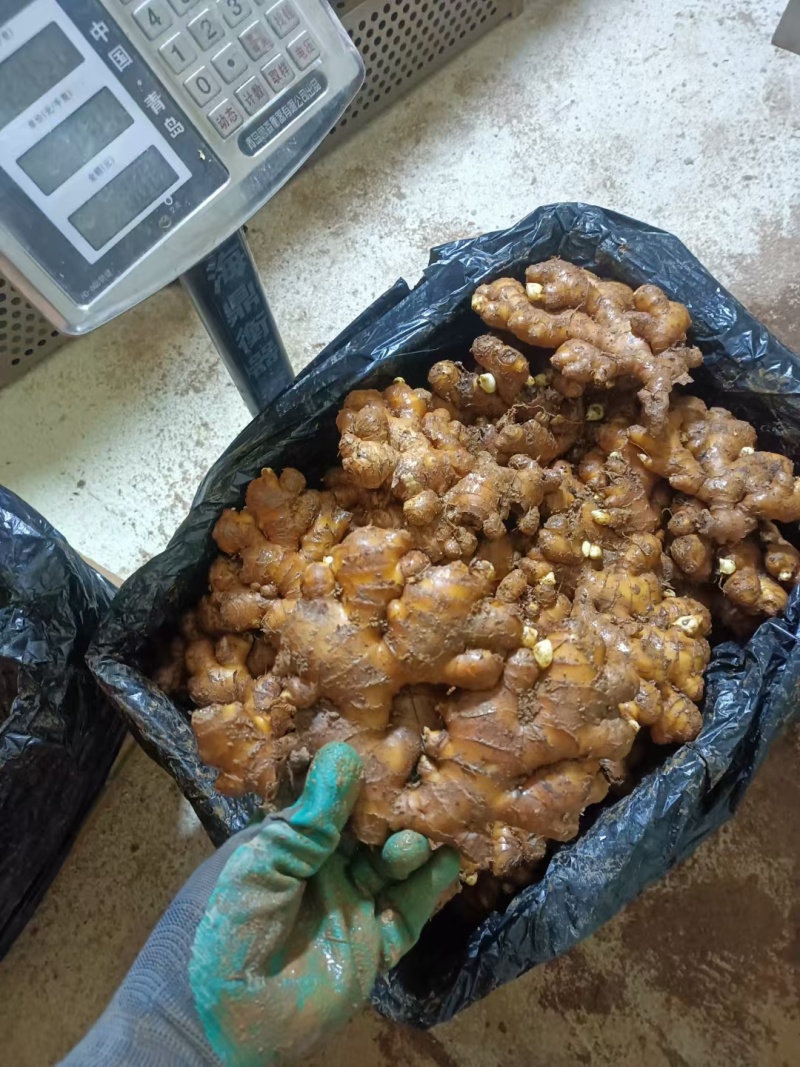 【精选】山东精品小黄姜千亩基地现挖现发对接全国量大从优