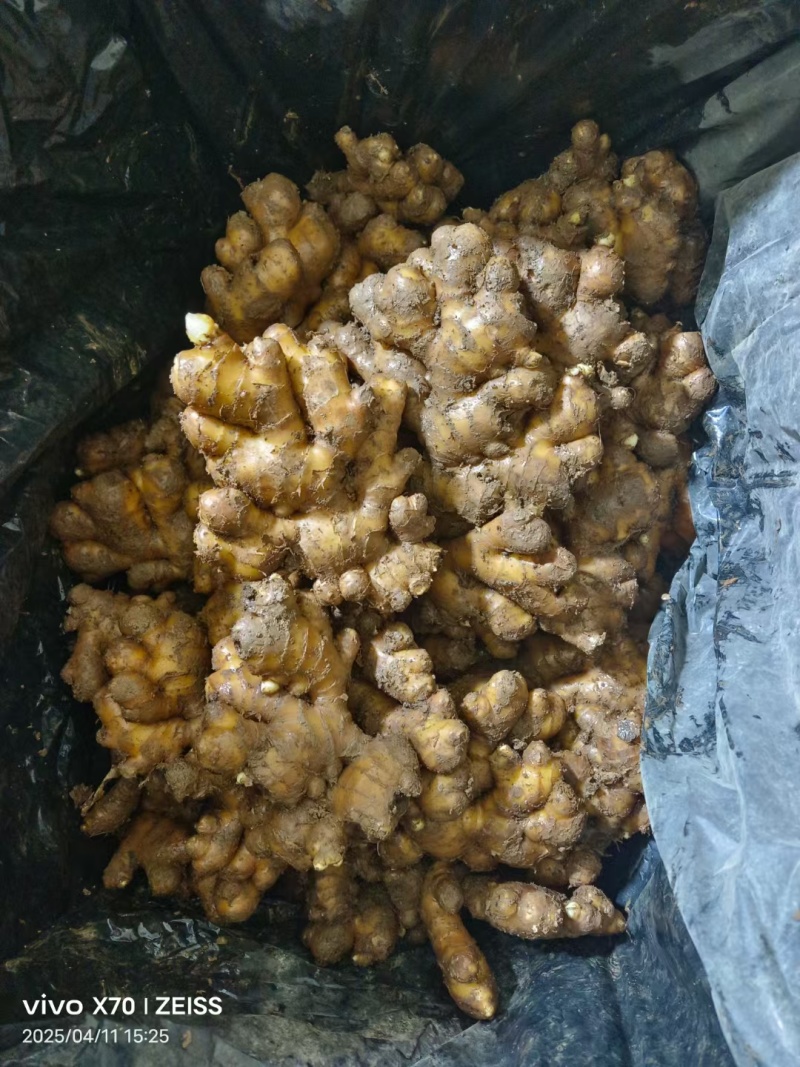 【精选】山东精品小黄姜千亩基地现挖现发对接全国量大从优