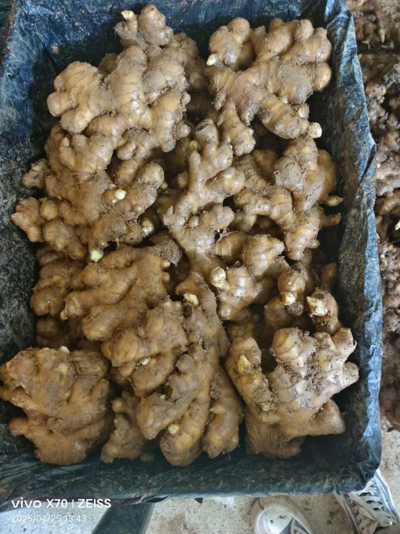 【热卖】山东特级大黄姜大量上市对接商超档口可视频看货