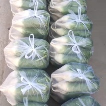 山东一级水洗青萝卜，山东A级精品青萝卜，山东精品水洗青萝