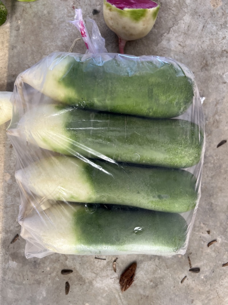 山东一级水洗青萝卜，山东A级精品青萝卜，山东精品水洗青萝