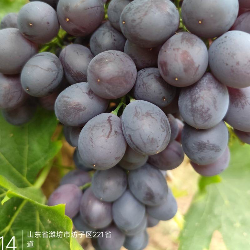 25年玫瑰香葡萄上市，诚信代办，欢迎来电